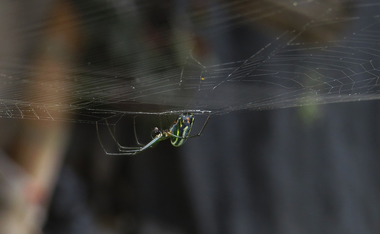 Image - insect nature outdoors spider