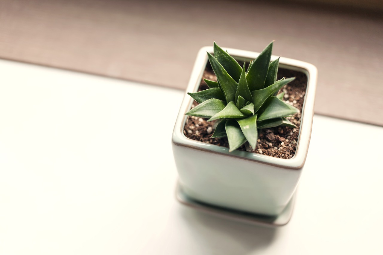 Image - leaf plants potted plant cactus