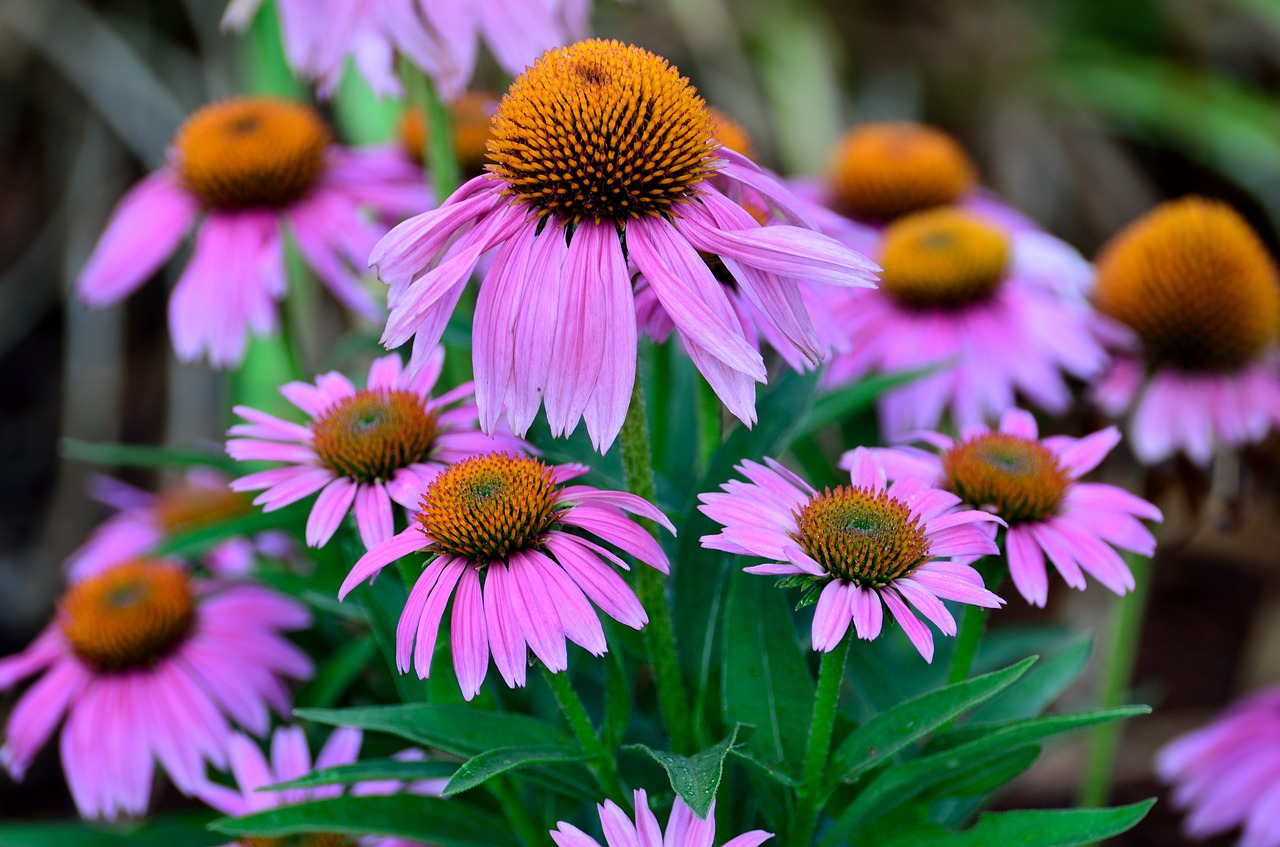 Image - flower flora nature garden summer