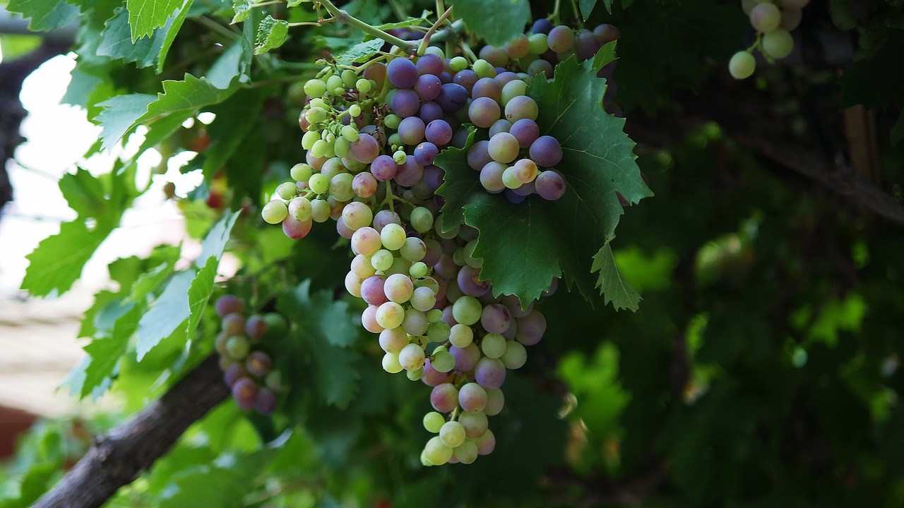 Image - nature fruit grape vine flora