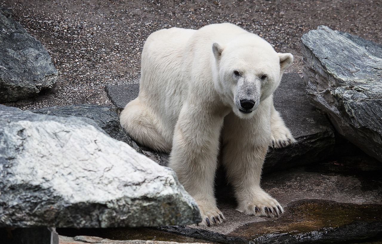 Image - polar bear predator zoo dangerous