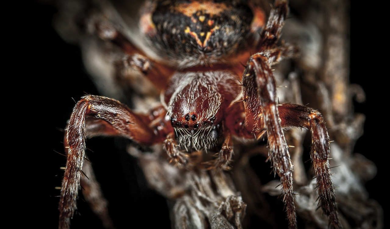 Image - spider bespozvonochnoe macro