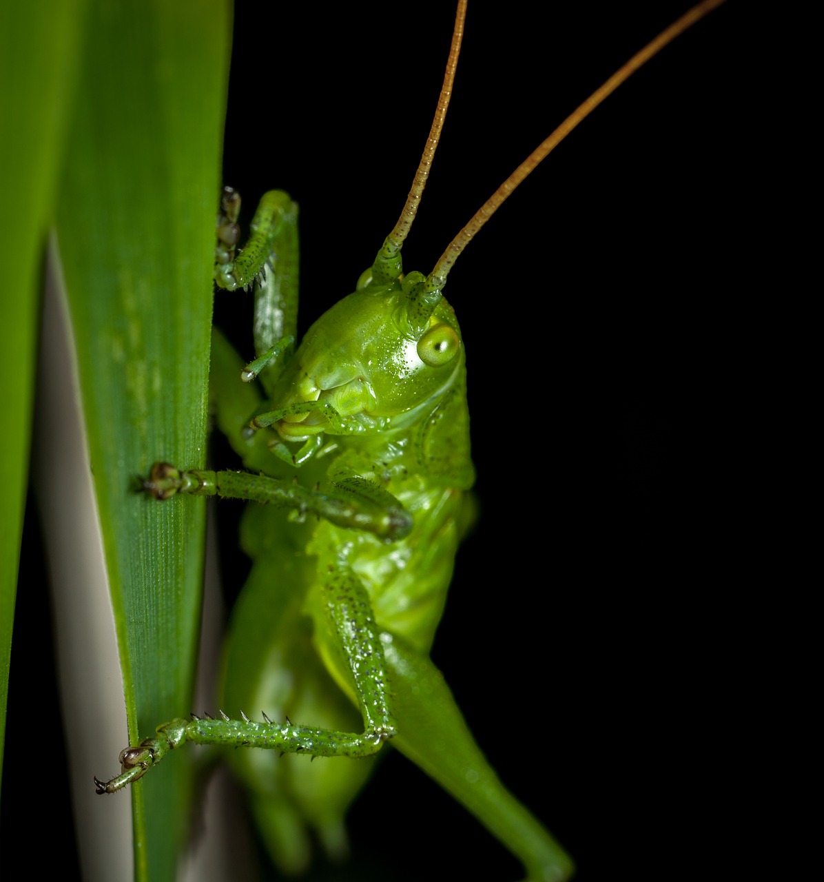 Image - bespozvonochnoe grasshopper insect