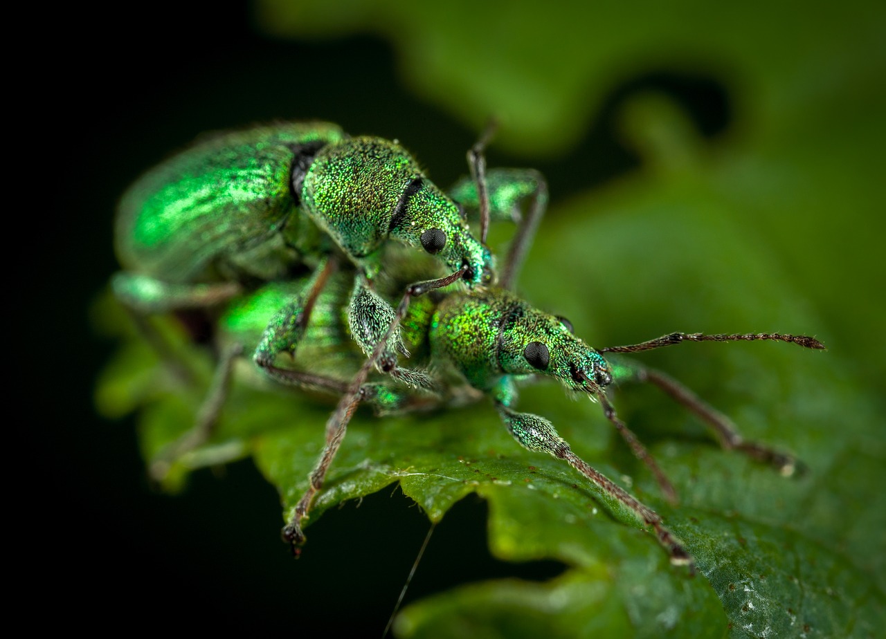 Image - insect living nature nature
