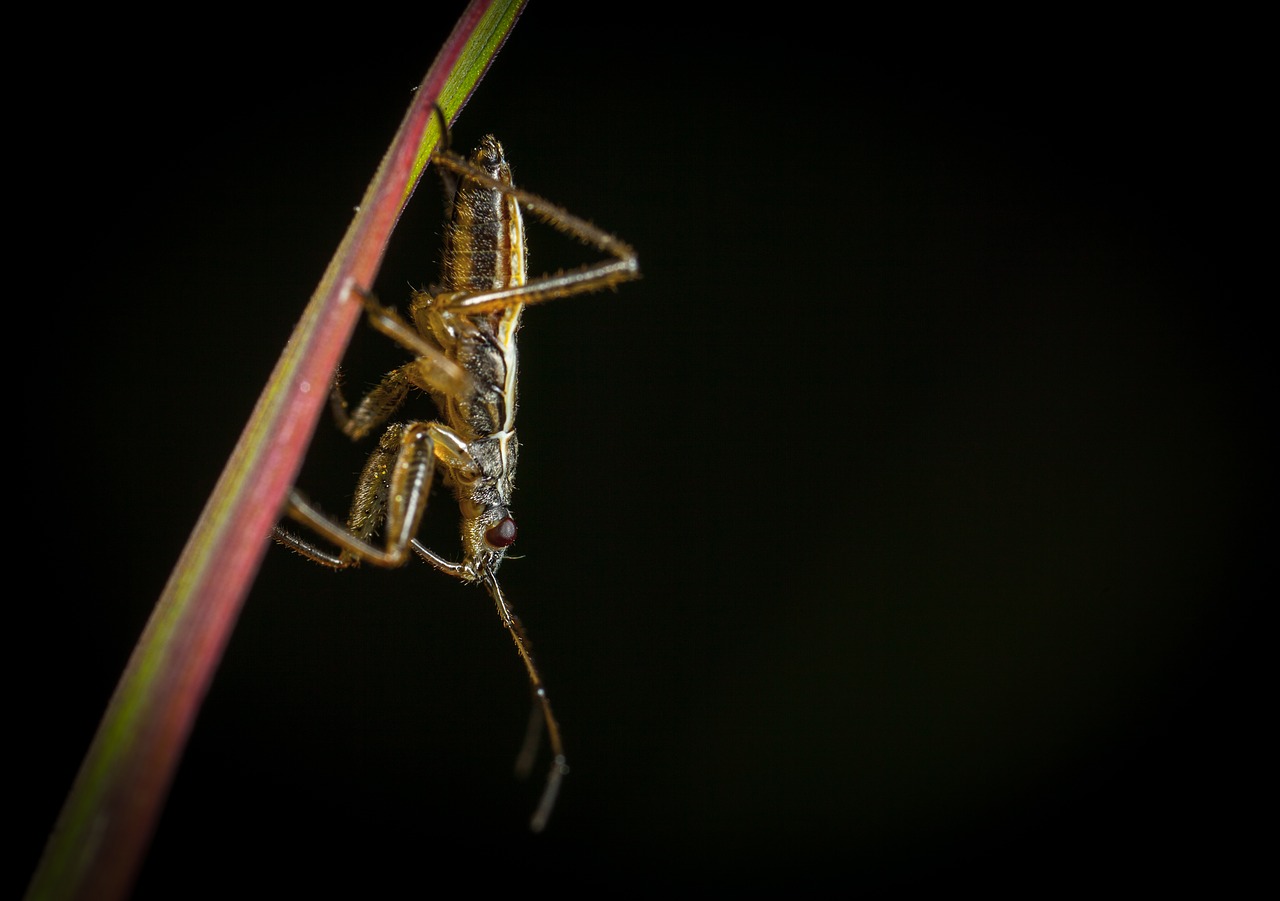 Image - insect bespozvonochnoe no one