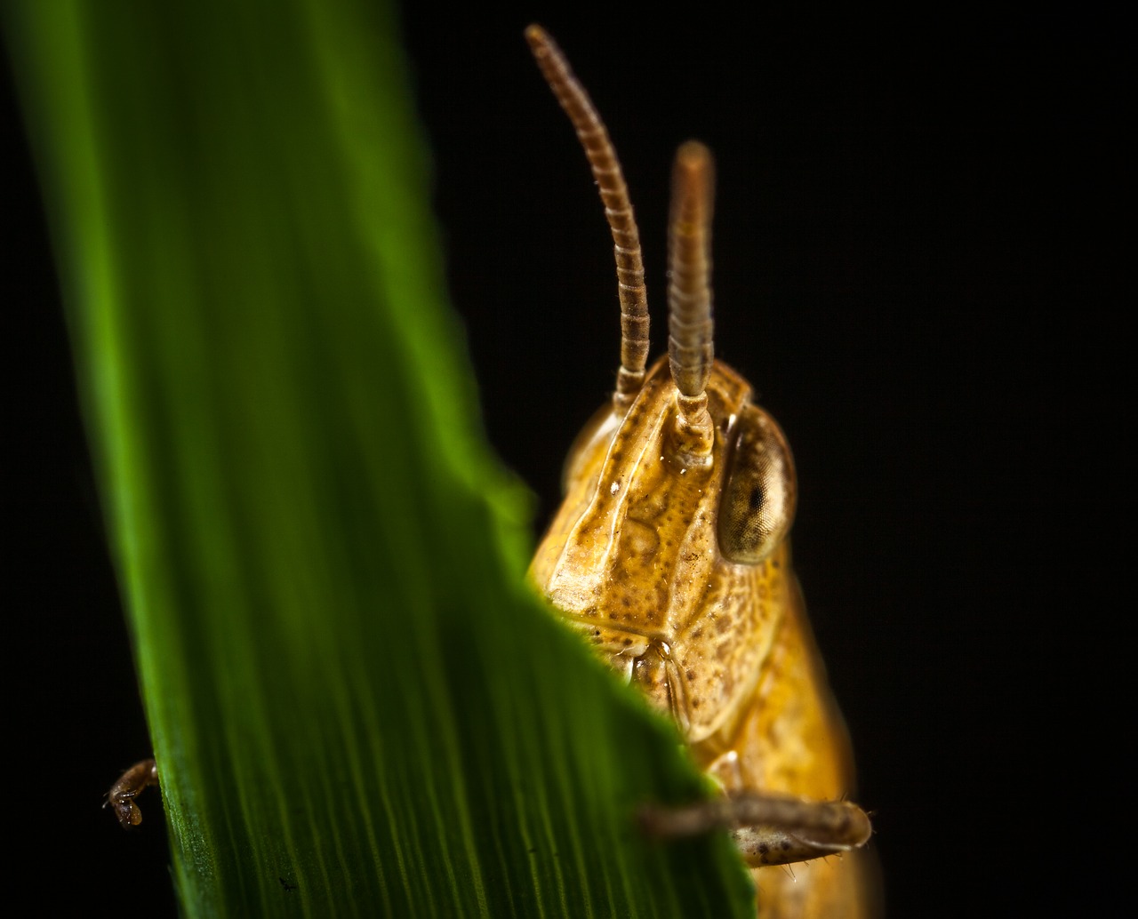 Image - bespozvonochnoe insect no one
