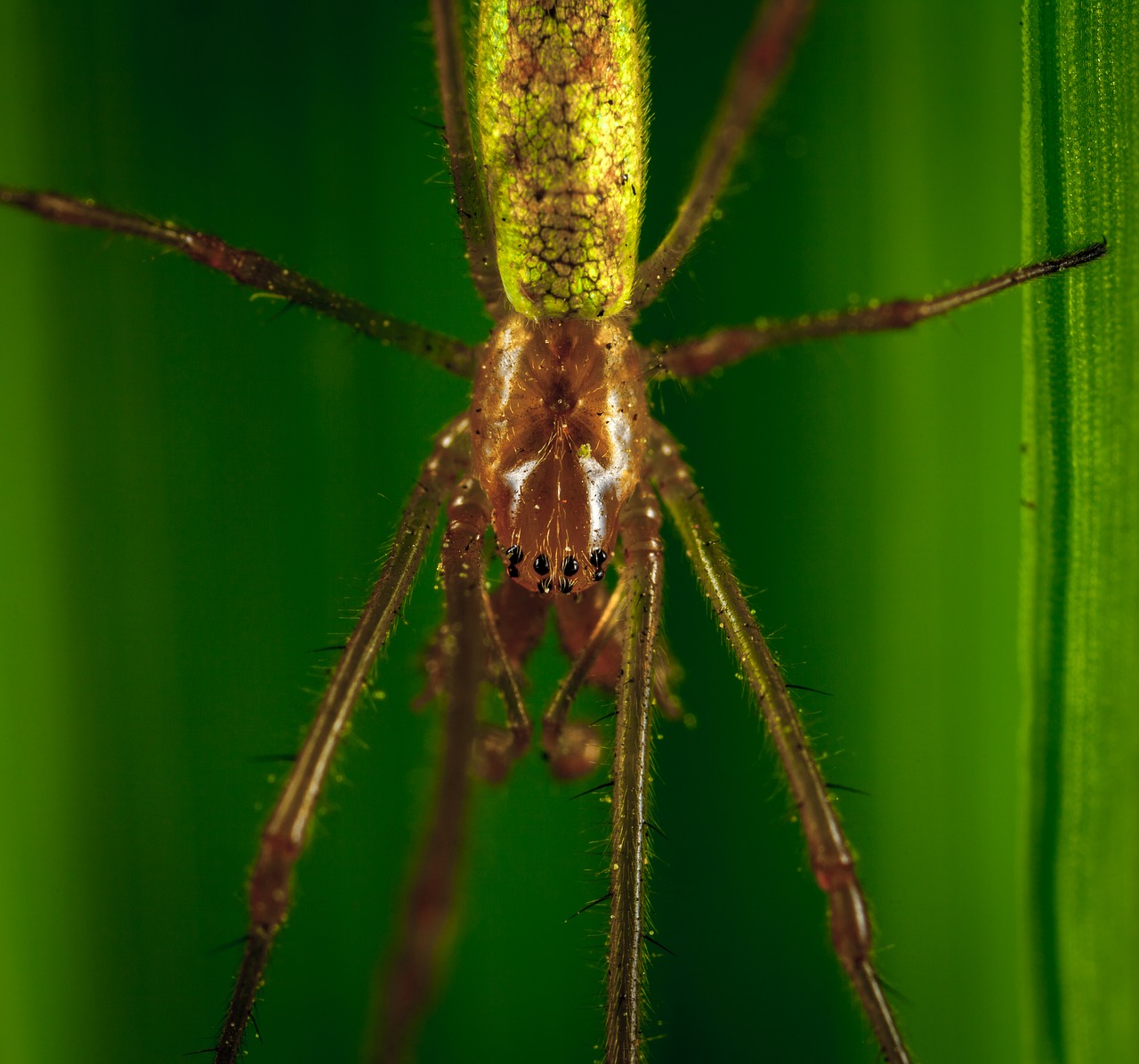 Image - spider bespozvonochnoe macro
