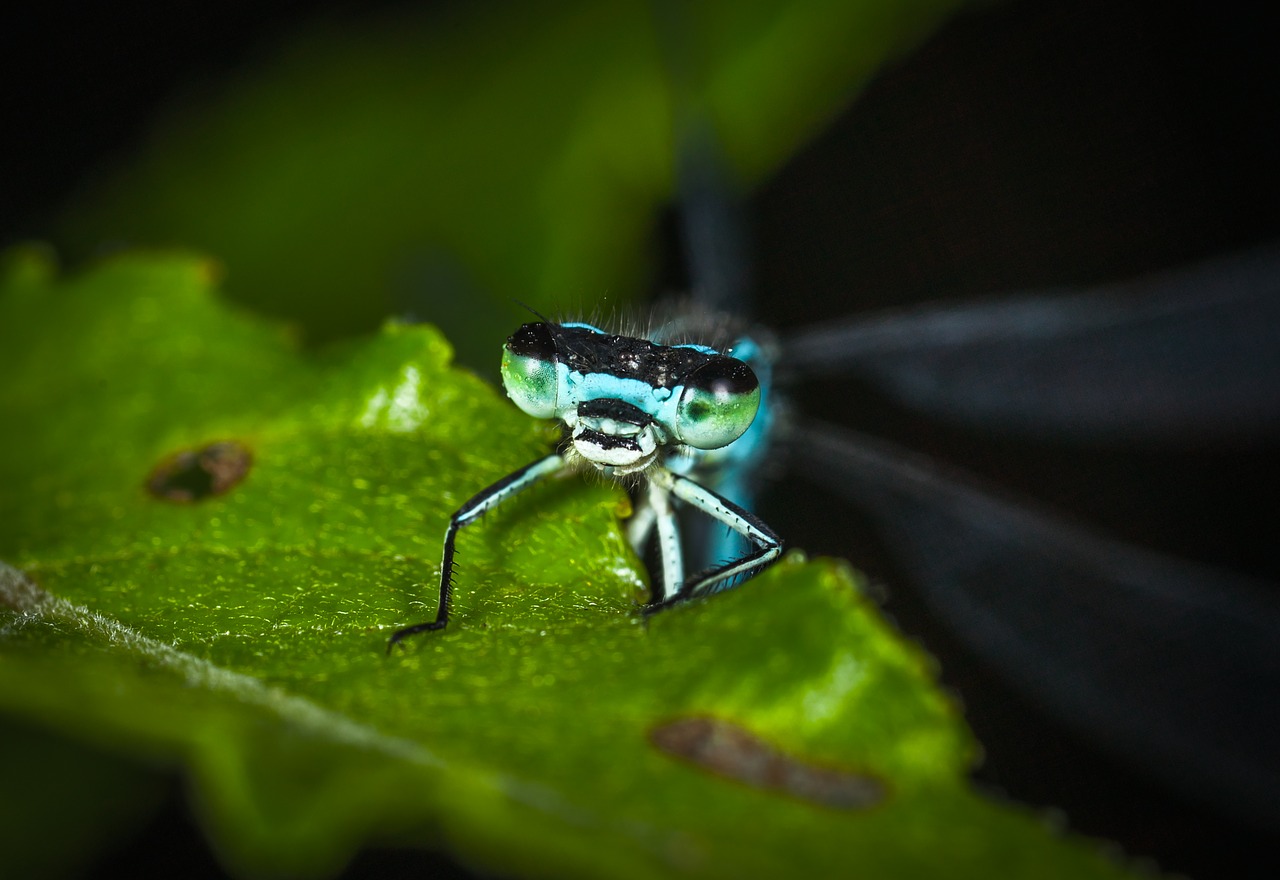 Image - insect living nature bespozvonochnoe