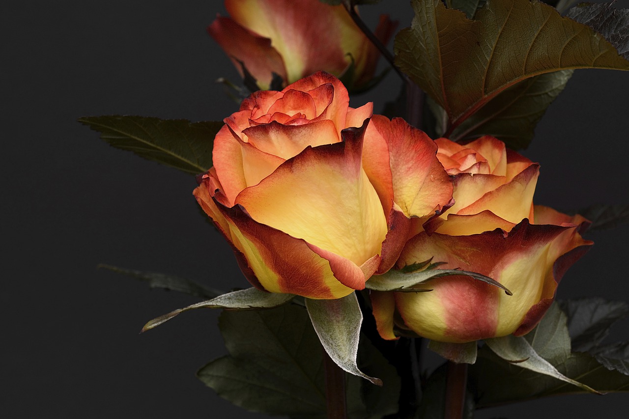 Image - rose flower petal floral love