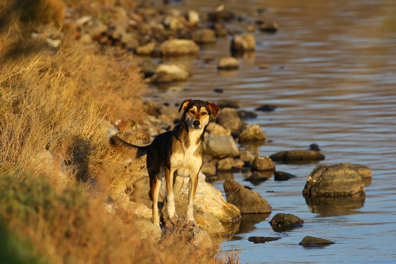 Image - nature animal dog lake park