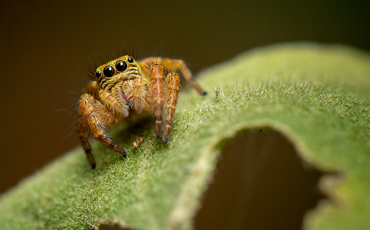 Image - nature insect animal wildlife leaf