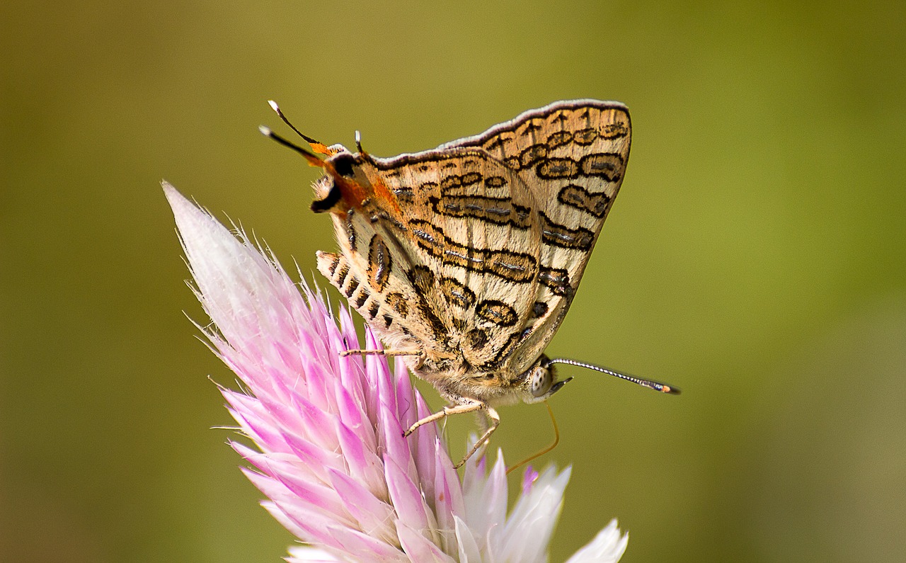 Image - nature insect butterfly animal