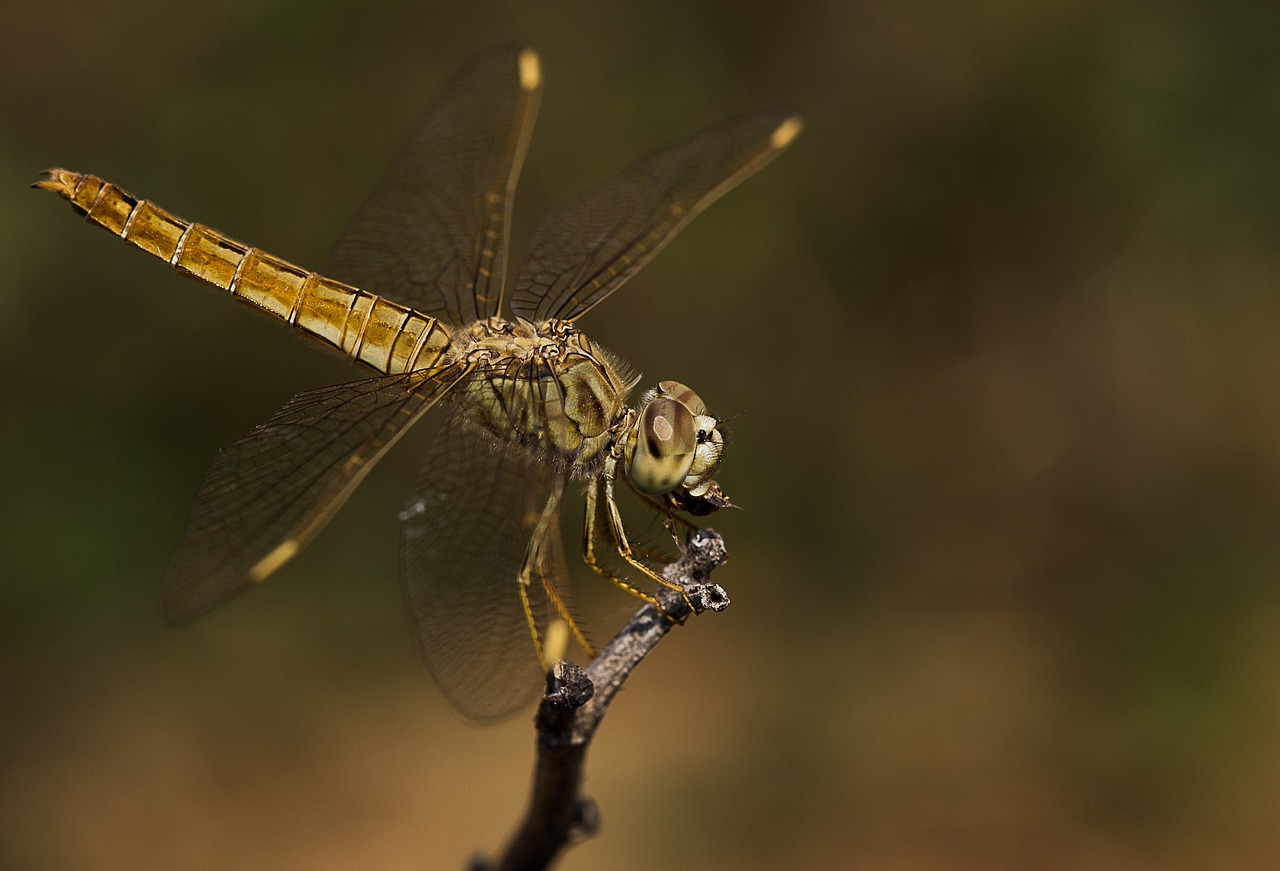 Image - insect dragonfly wildlife nature