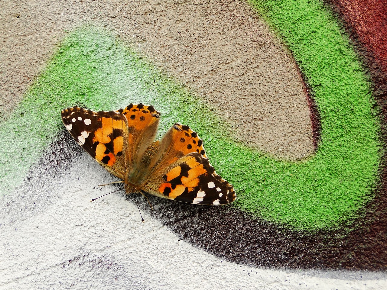 Image - nature at the court of butterfly day