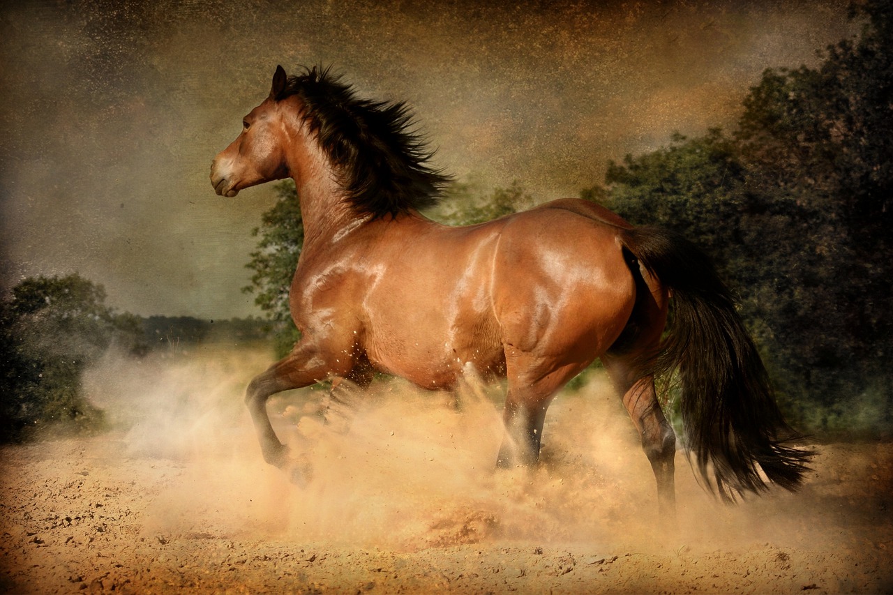 Image - mammal horse equestrian equine