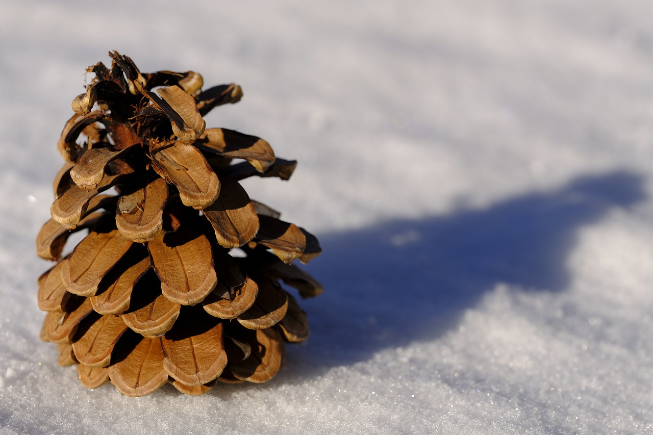 Image - winter snow pine cones larch cones