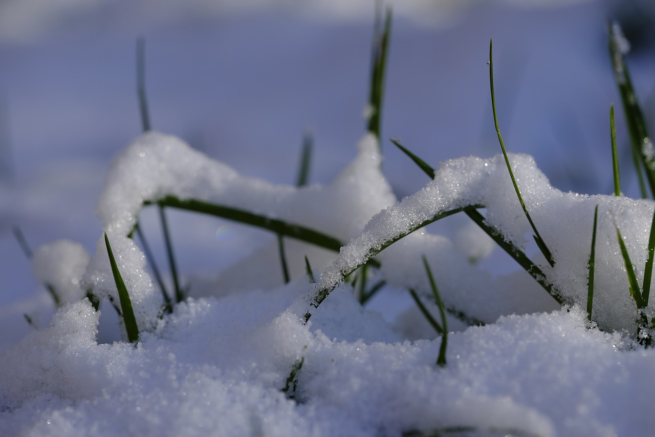 Image - winter snow grass seeds grass seed