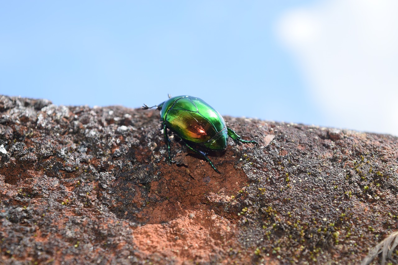 Image - nature open air animalia beetle