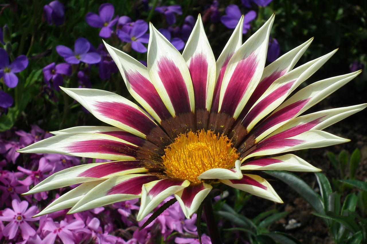 Image - flower gazania nature plant summer