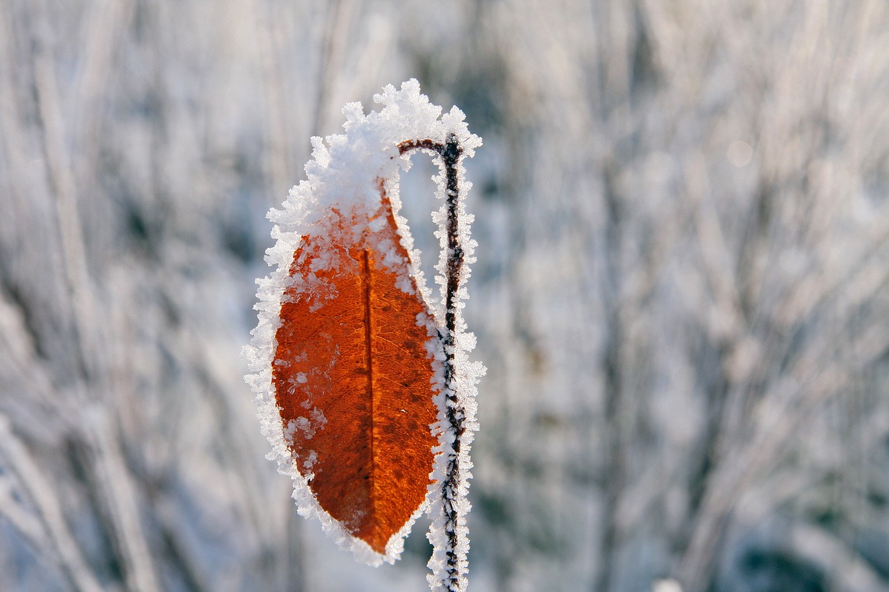 Image - leaf ice crystals winter leaves