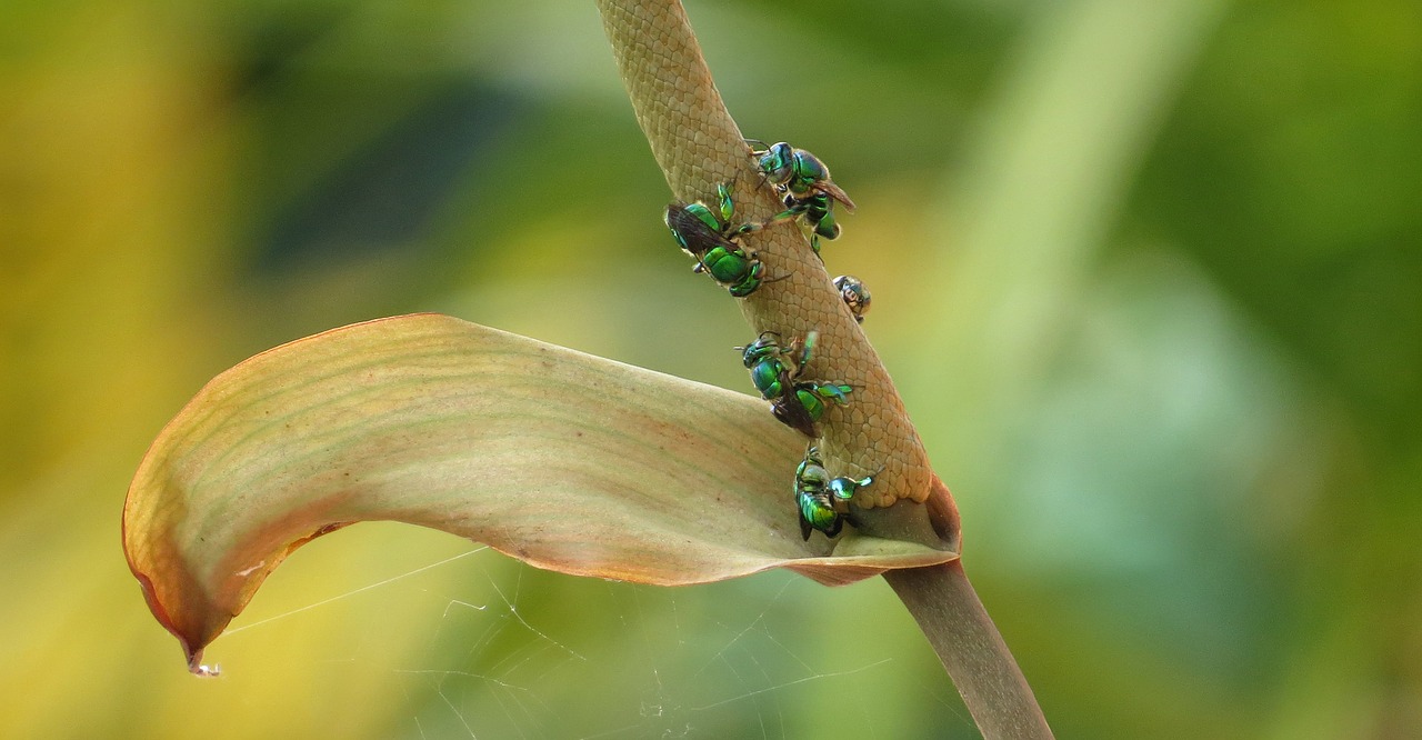 Image - nature leaf garden insect plant