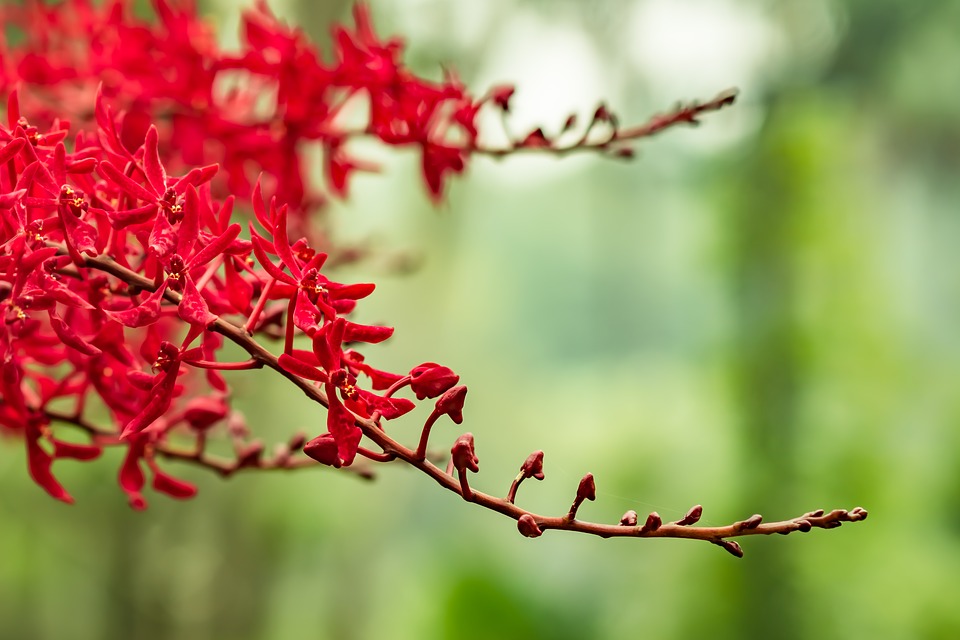 Image - nature flora flower leaf