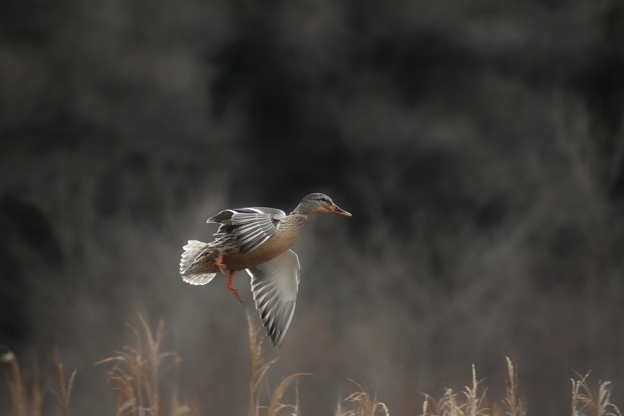 Image - animal lake waterside bird