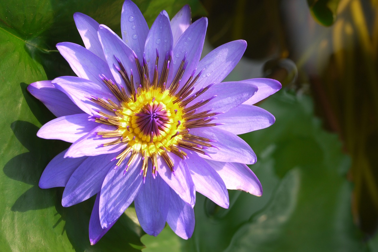 Image - flower plant nature flowers floral