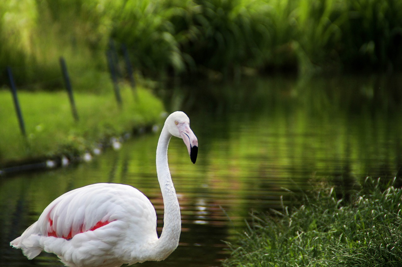 Image - nature puddle lake waters