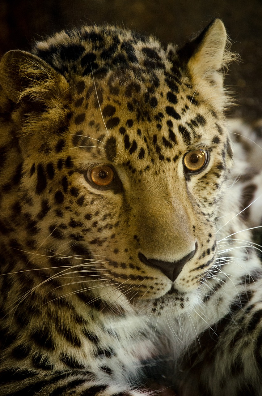Image - cat animal world carnivores leopard