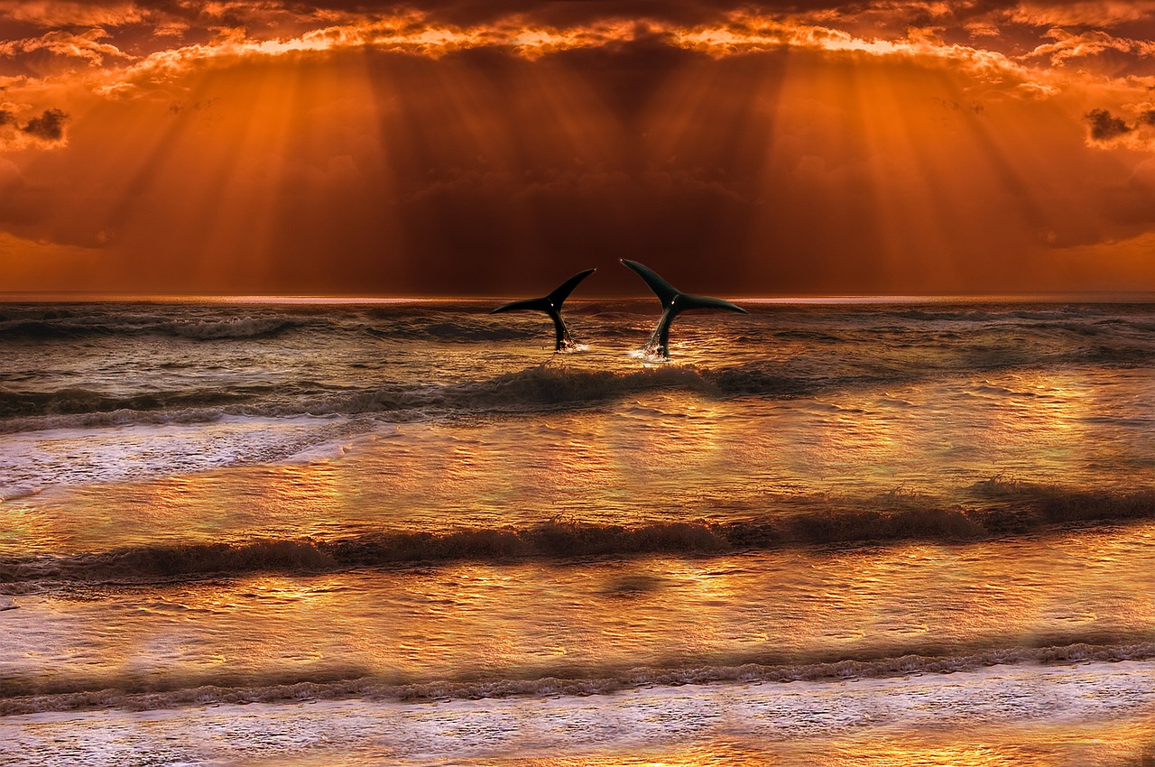 Image - sea wave whale horizon sun cloud