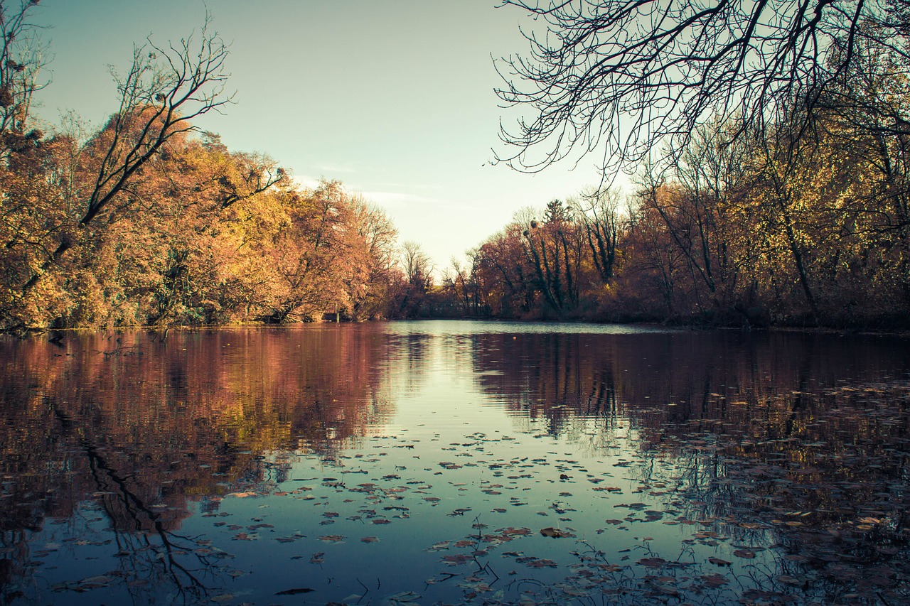 Image - tree nature autumn reflection lake