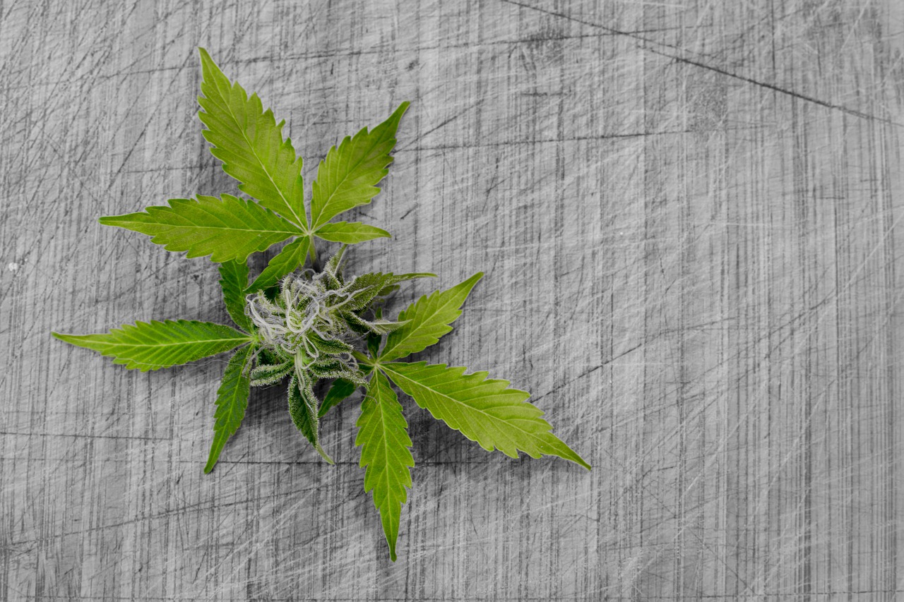 Image - leaf nature flora cannabis desktop