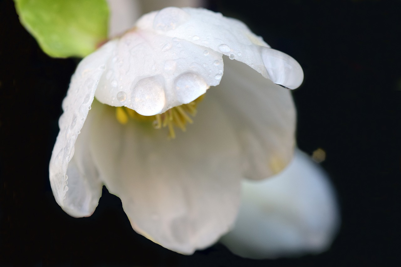 Image - christmas rose winter winter flower