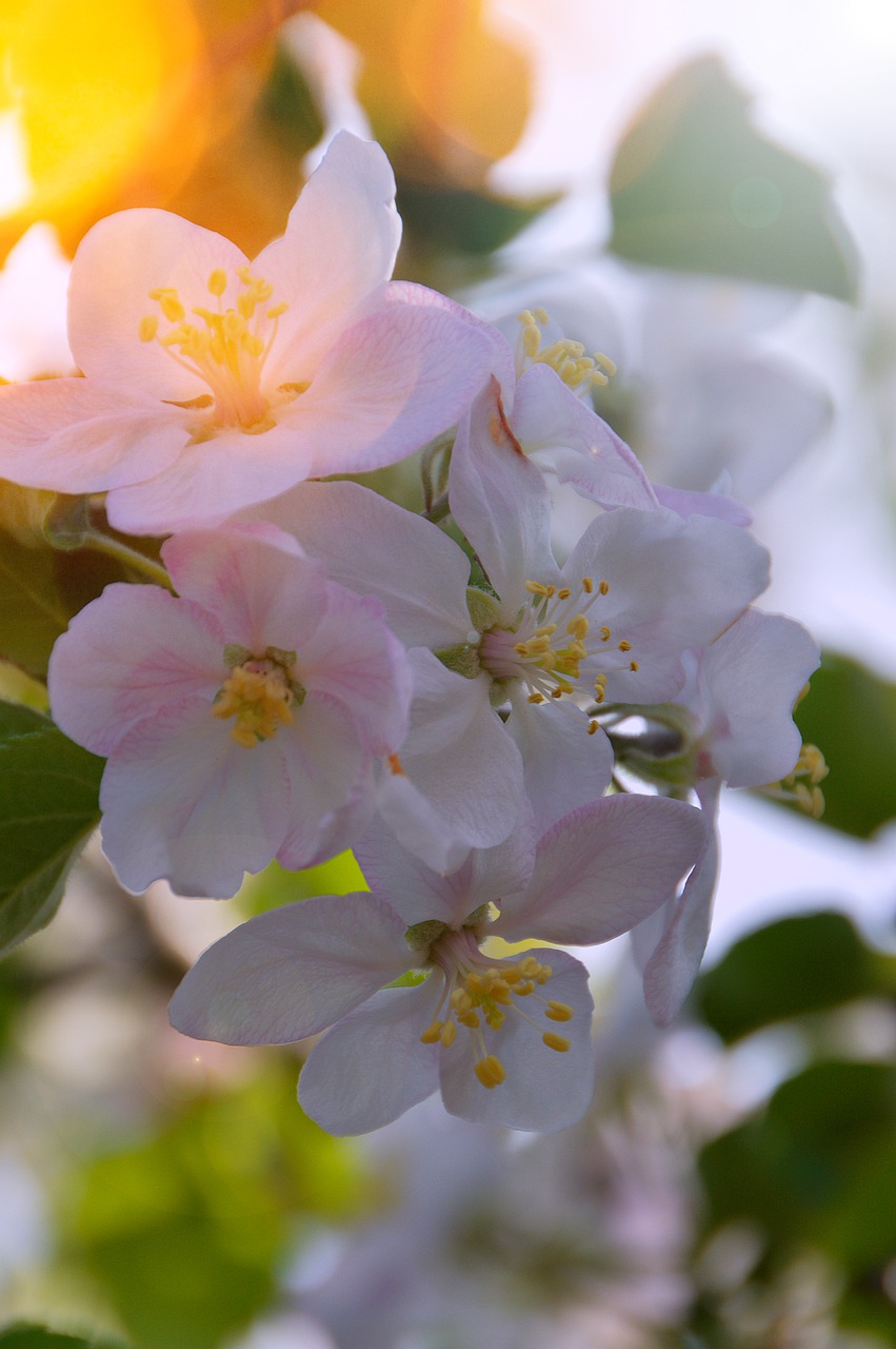 Image - flower plant nature garden