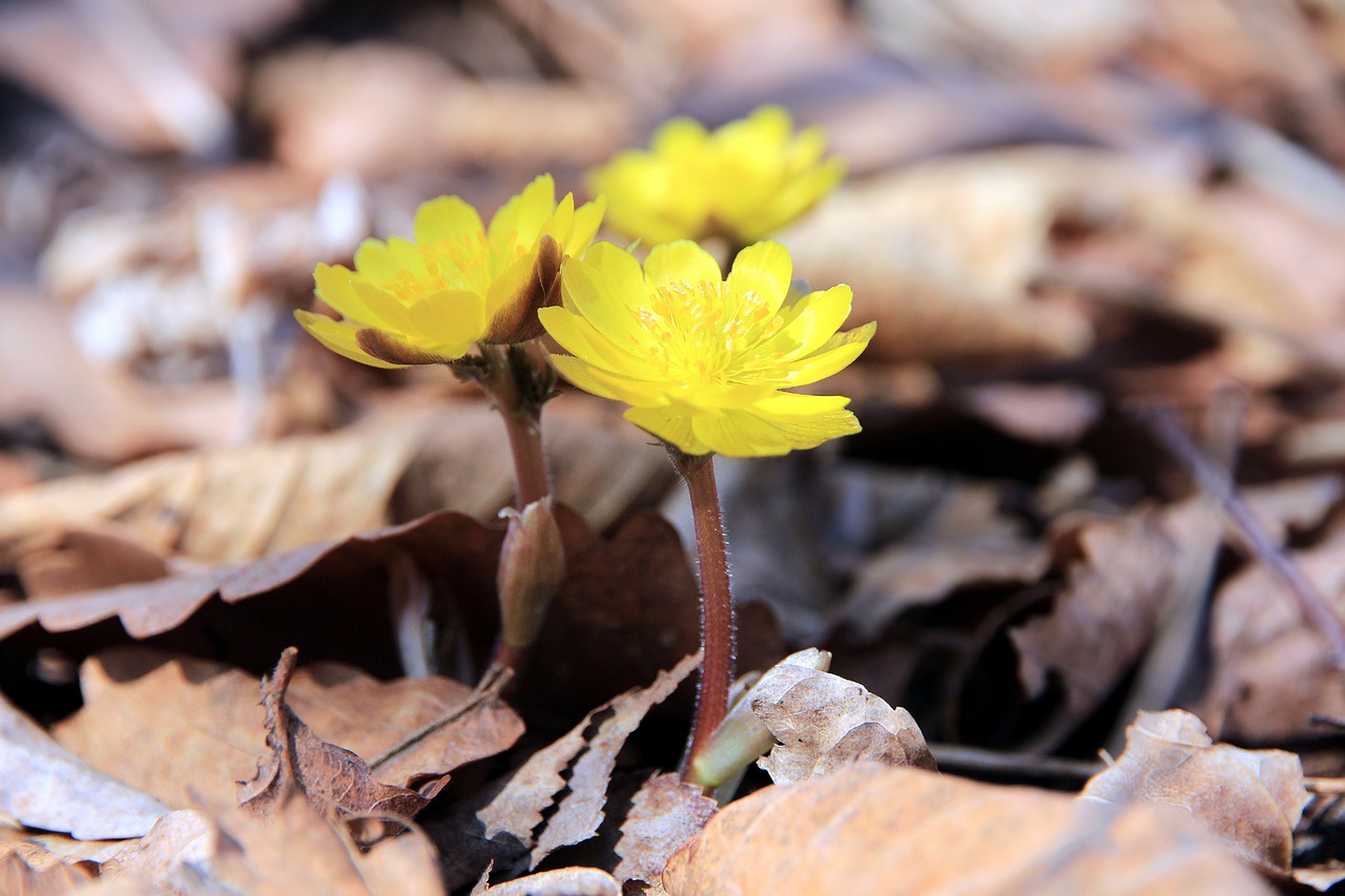 Image - amur adonis the amur adonis