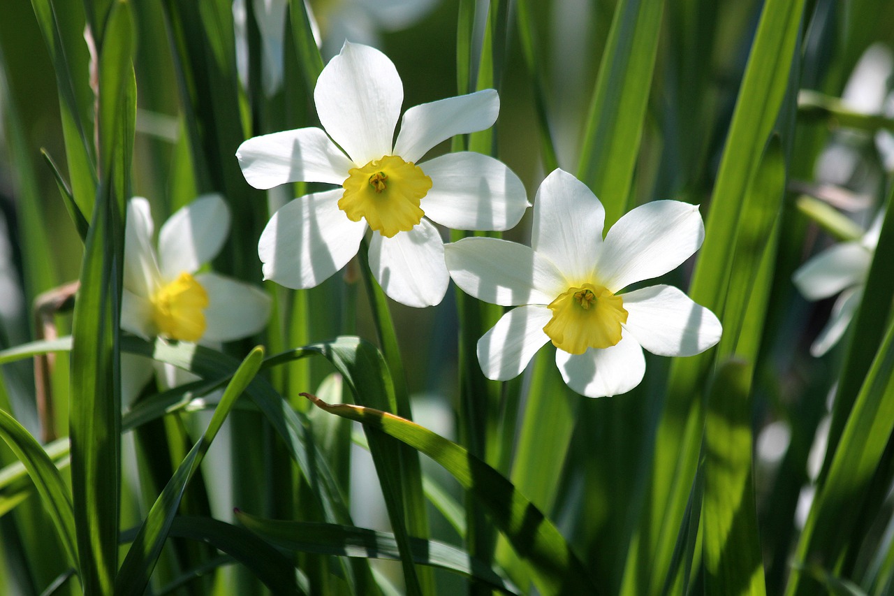 Image - narcissus flower plant nature