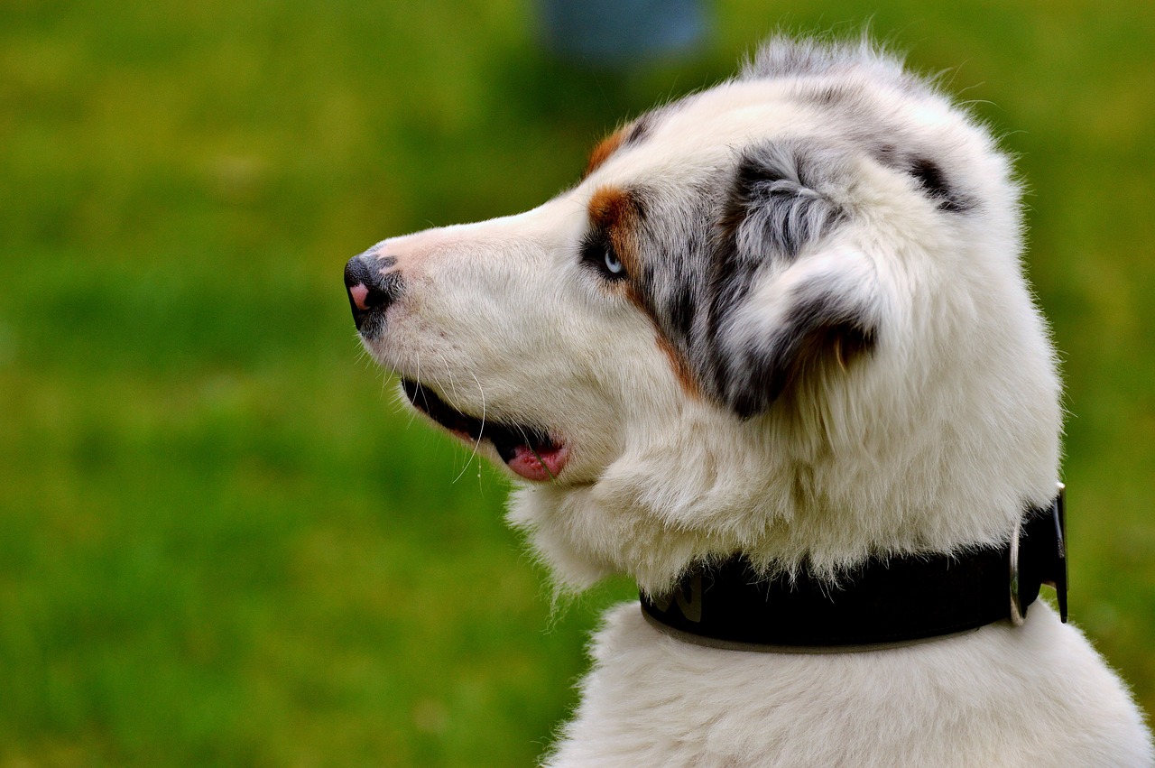 Image - dog young play playful cute