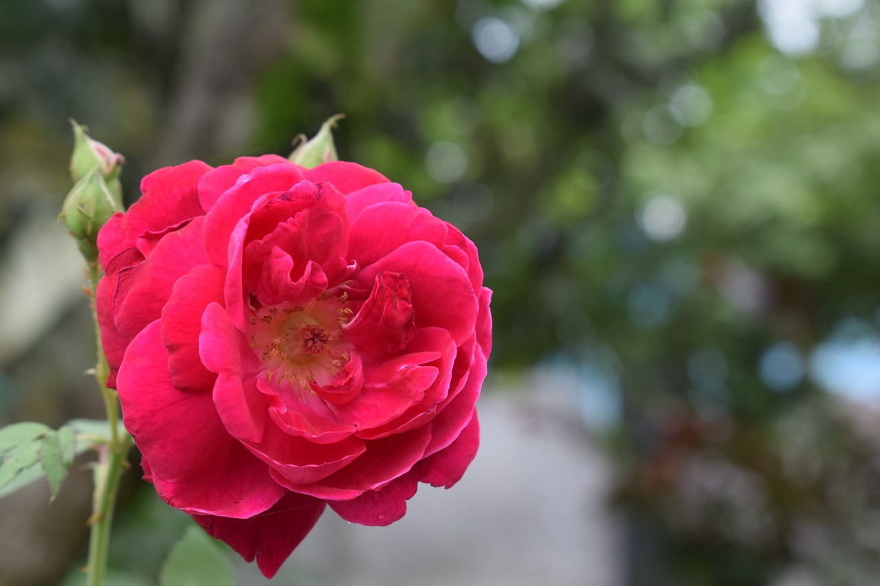 Image - flower nature flora rose garden