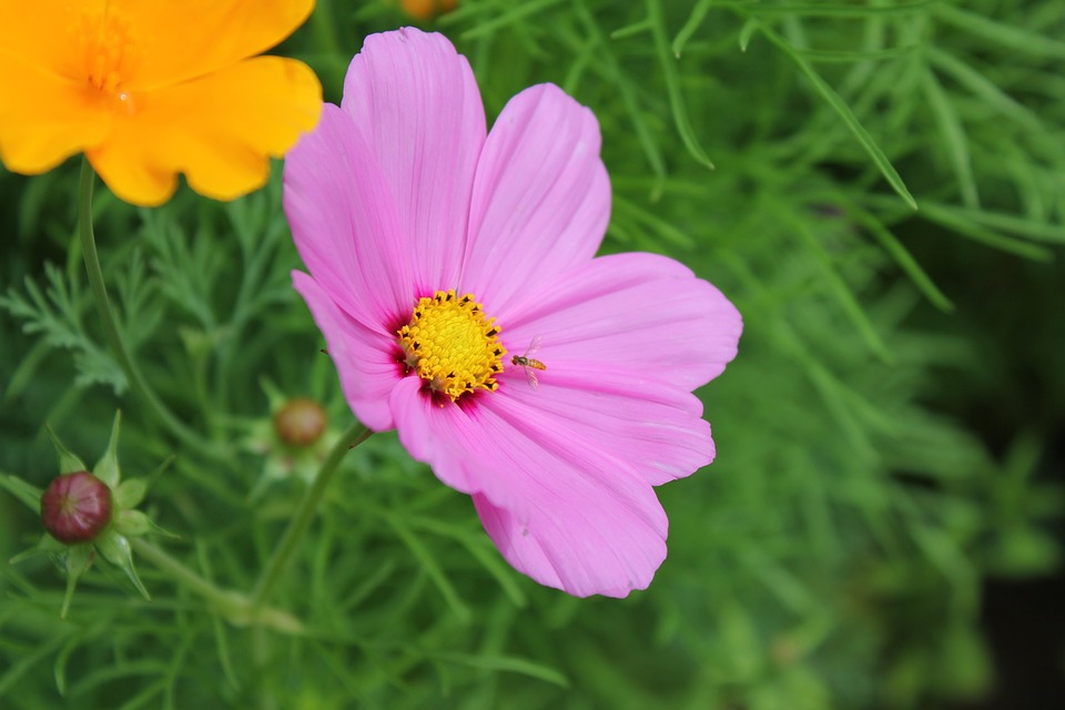 Image - nature summer flora garden flower