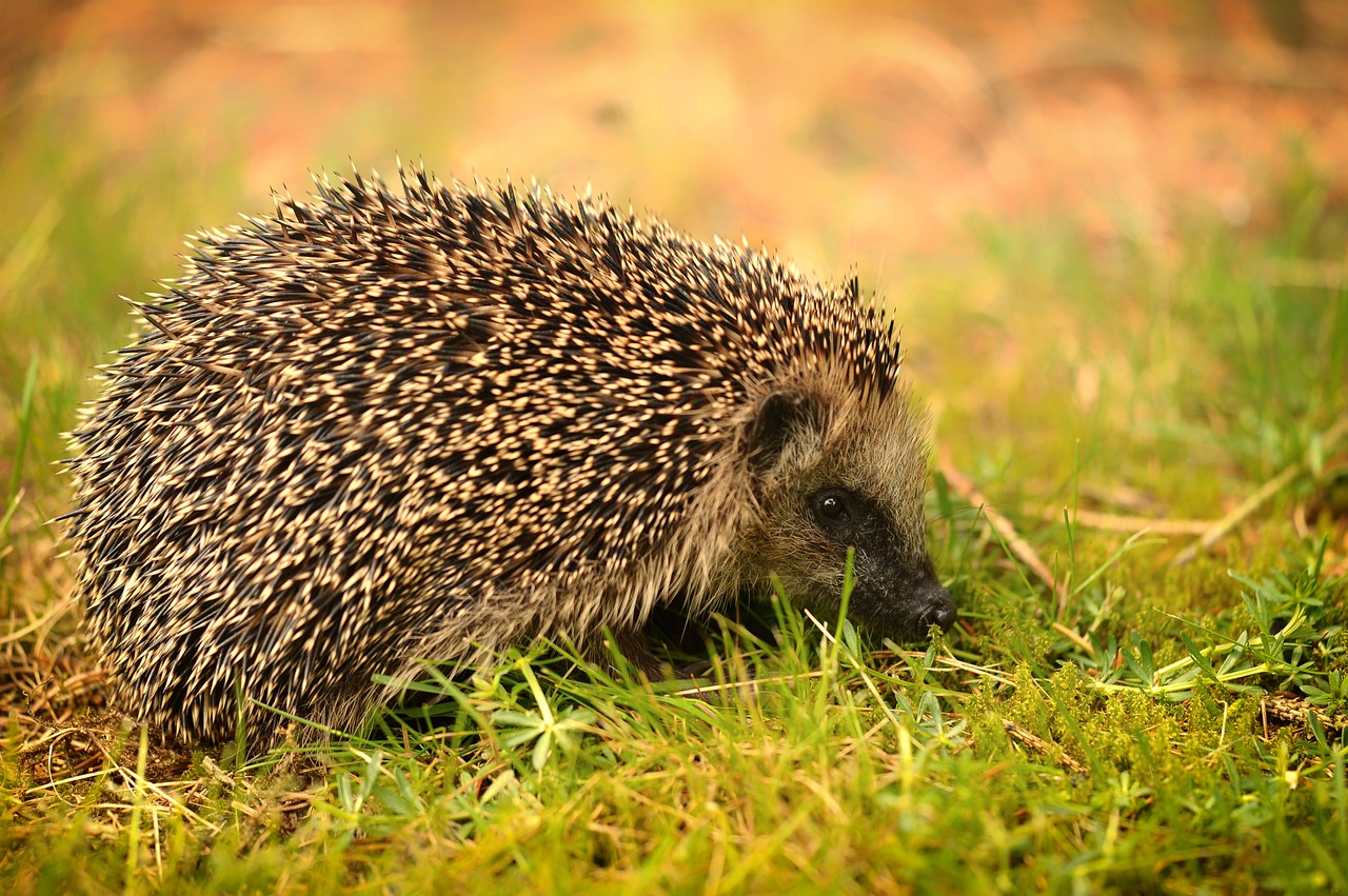 Image - nature grass animal world mammal