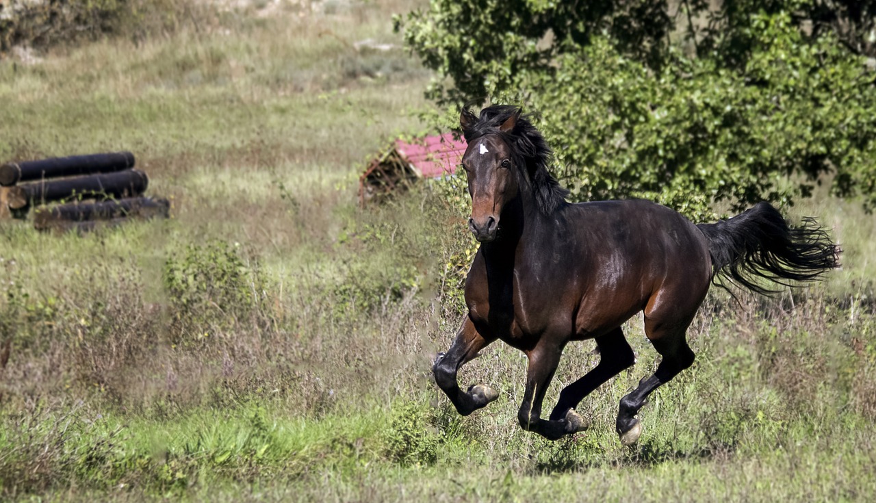Image - animal nature field horses