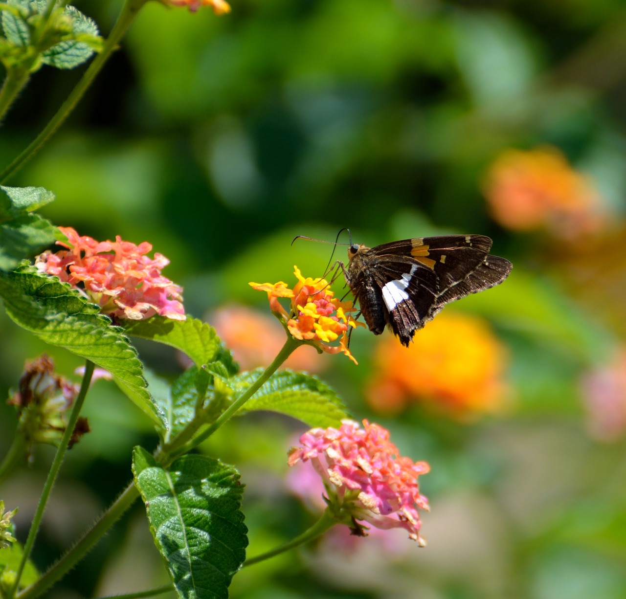 Image - insect butterfly nature flower
