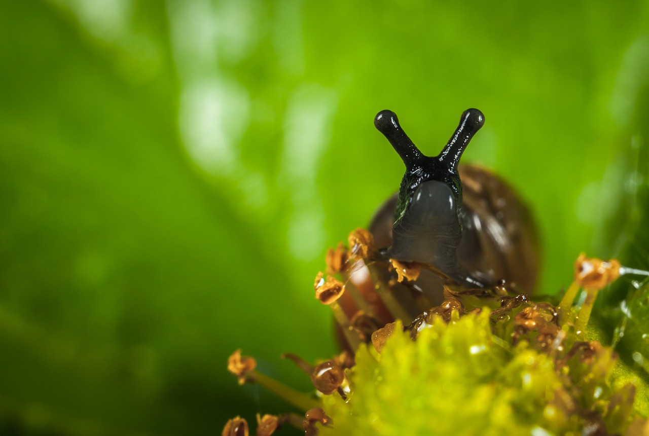 Image - nature outdoors sheet no one snail