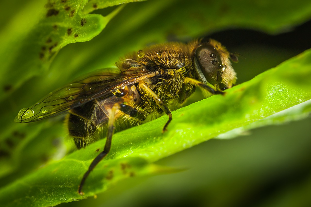 Image - nature insect krupnyj plan animals