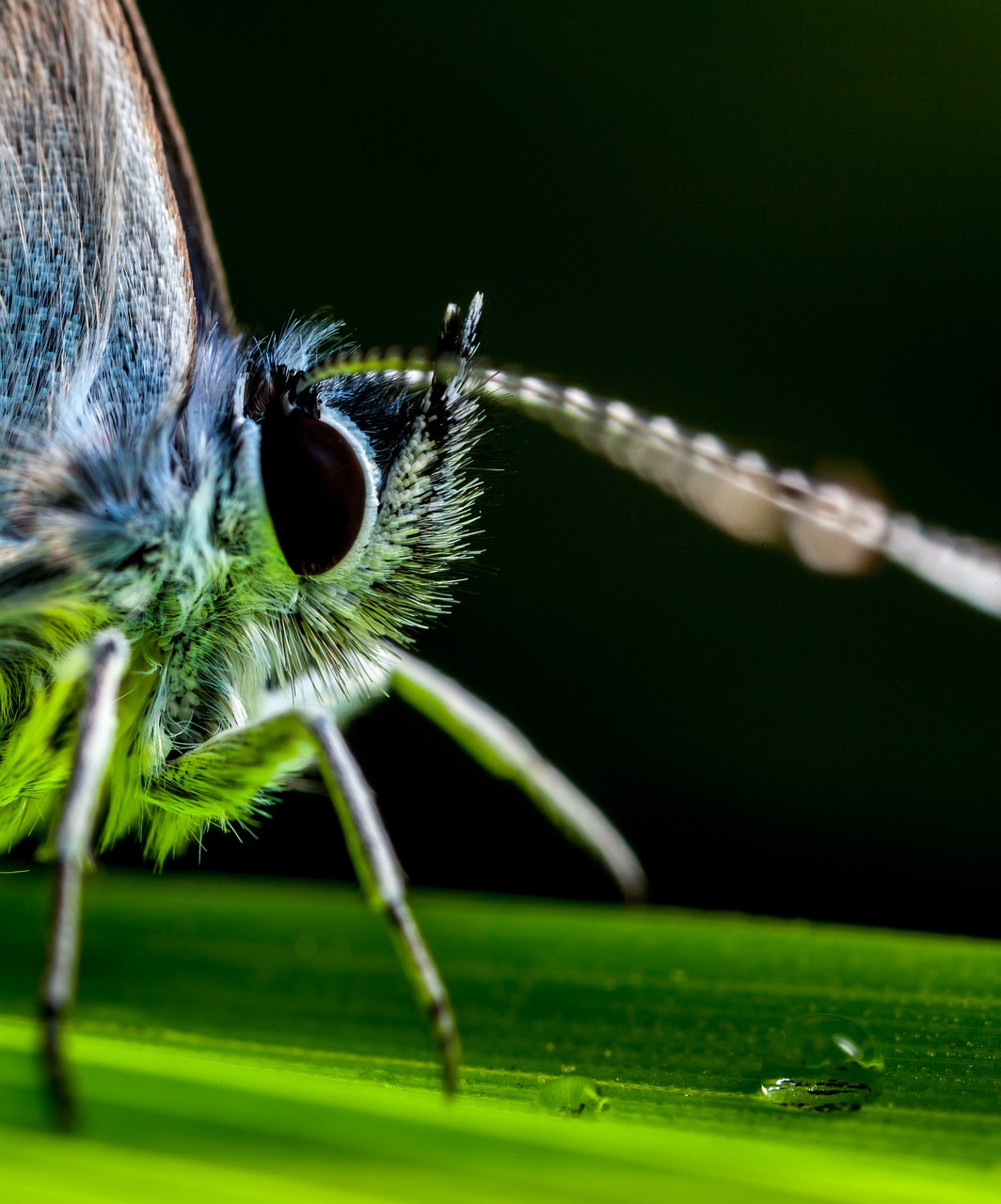 Image - insect butterfly animals wing