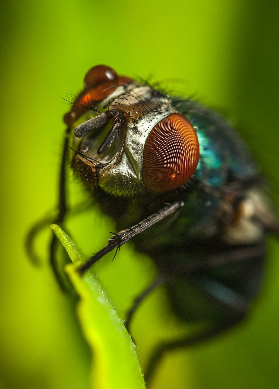 Image - insect fly bespozvonochnoe