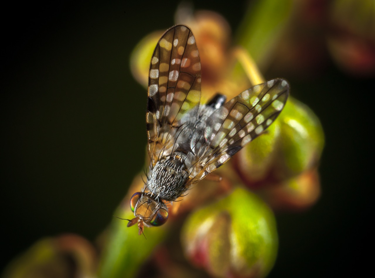 Image - insect nature outdoors