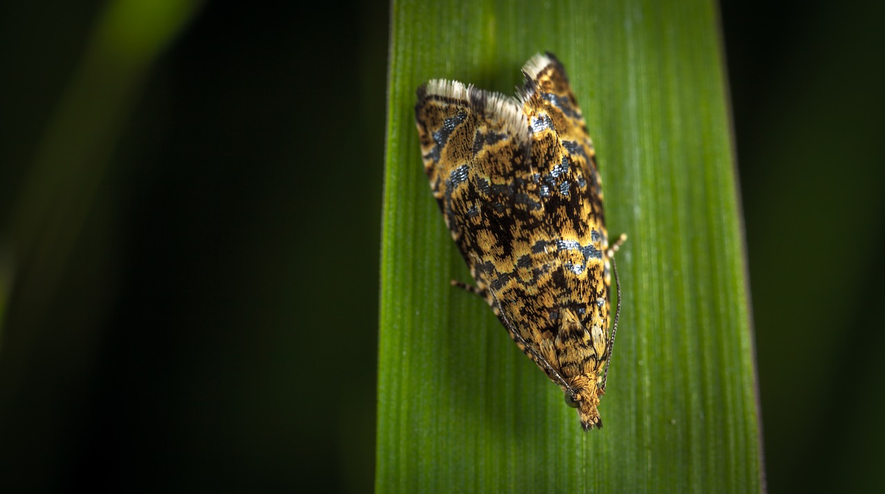 Image - insect nature no one outdoors moth