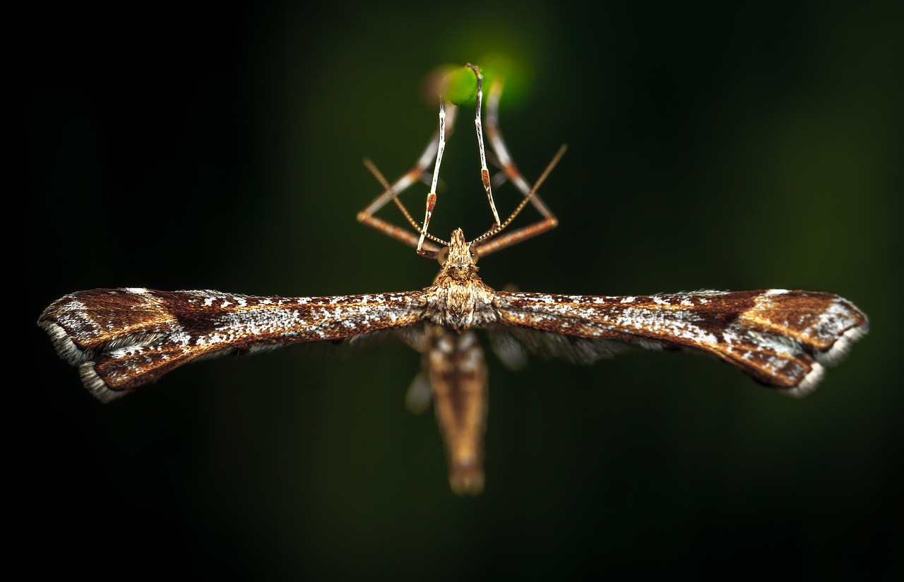 Image - insect bespozvonochnoe nature